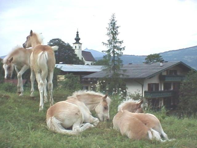 Campingplatz Torrenerhof Golling an der Salzach Exterior foto